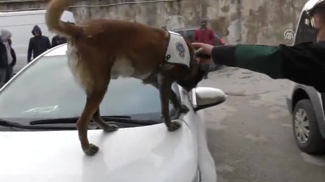 Bursa'da otomobilin yakıt deposundaki uyuşturucuyu "Alfa" buldu