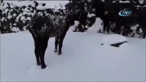 Yürek sızlatan görüntü... Eşekler soğuktan dondu!