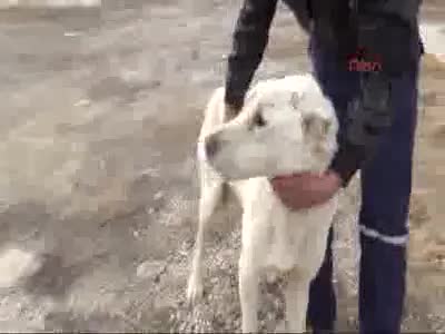 Çobanın eziyet ettiği köpeği hayvansever sahiplendi
