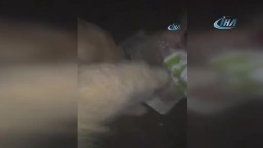 İstanbul Arnavutköy'de köpek vahşeti