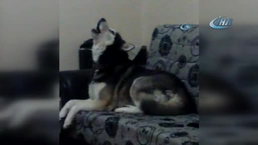 Kaybolan köpeği için gözyaşlarına boğuldu