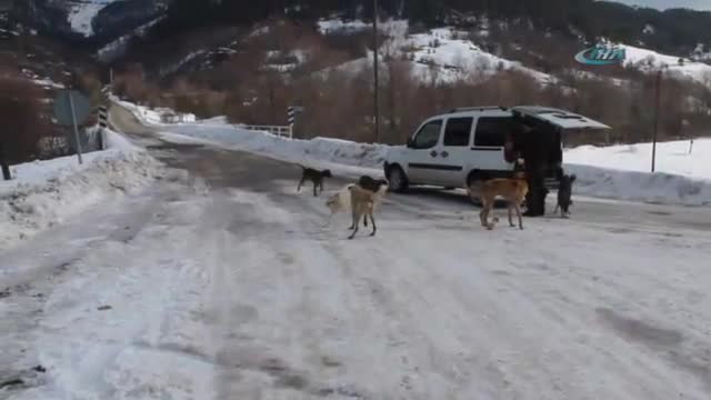 Köpeklere yardım için her gün 50 kilometre gidiyor