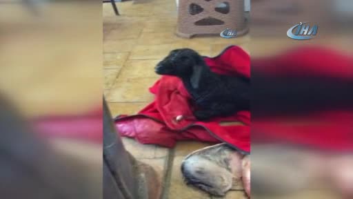 'Anne' diyen kuzu görenleri şaşkına çevirdi