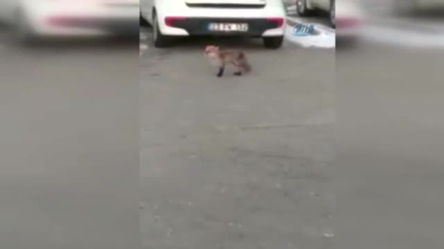 Aç kalan tilkiler kent merkezine indi