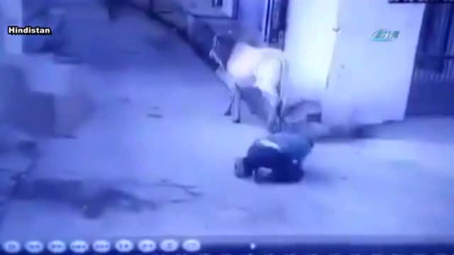 Boğa yaşlı adam böyle saldırdı