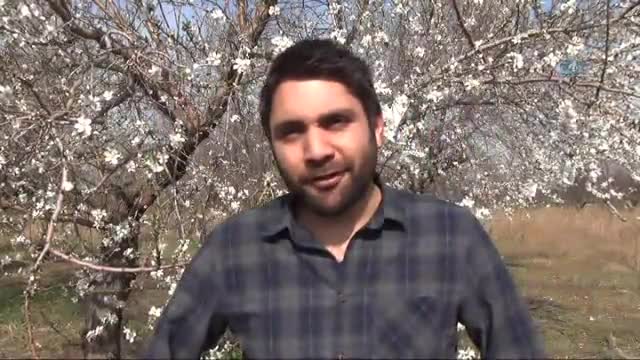 Bademler çiçek açtı