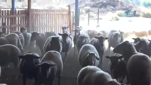 Türkiye'deki çobanlar Bursa'da buluşacak