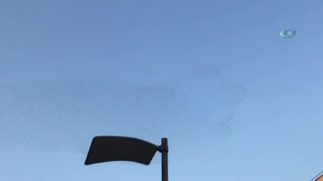 Sığırcıkların dansı hayran bıraktı