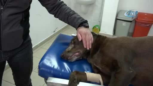 Bursa'da köpeğe son teknolojiyle burun ameliyatı