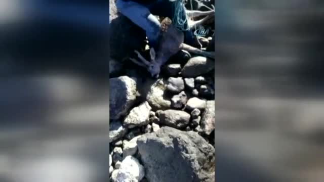 Denize düşen yaralı karacayı kurtarıp sırtında taşıdı