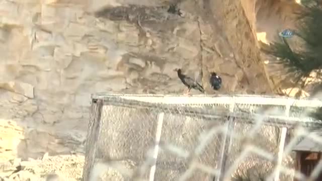 Koruma altındaki 209 kelaynak doğaya bırakıldı