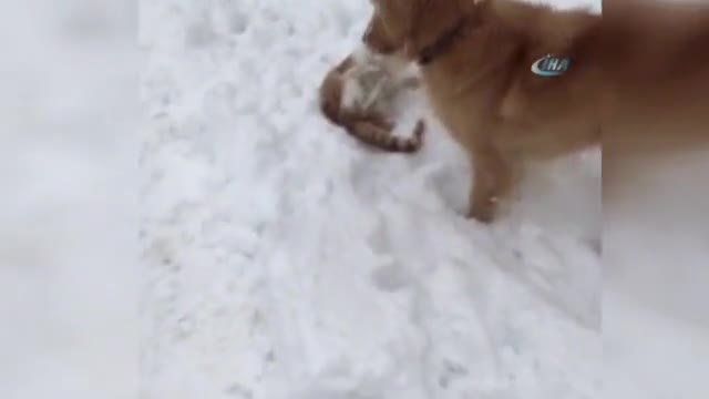Pascal ve Püskül'ün dostluğu  görenleri şaşırtıyor!