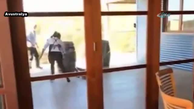 Dev kertenkeleyi köpek sanınca...
