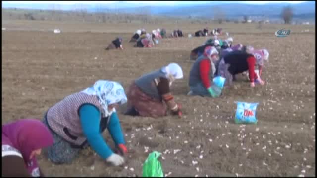 'Beyaz altın'ın ekimi başladı