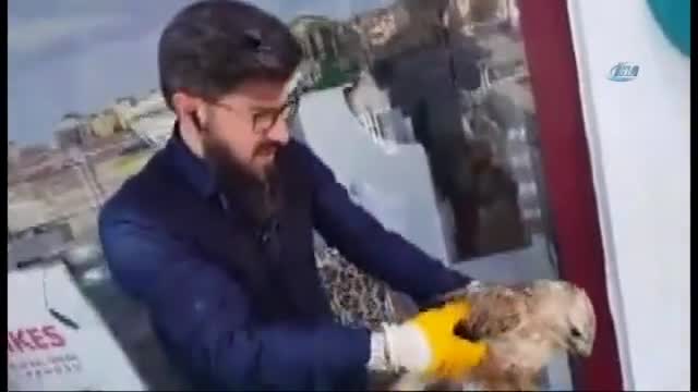 Konya'da uçamayan kartala yardım eli