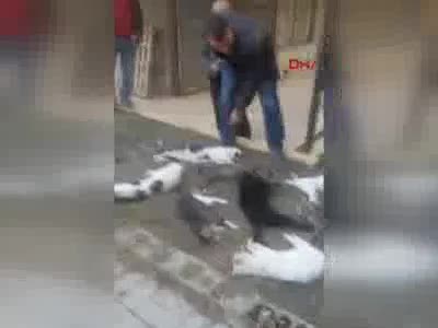 Antalya'da kedi katliamı