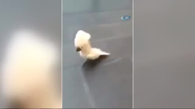 Bu papağan havlıyor