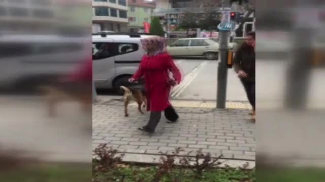 Köpek insanlığa trafik dersi verdi