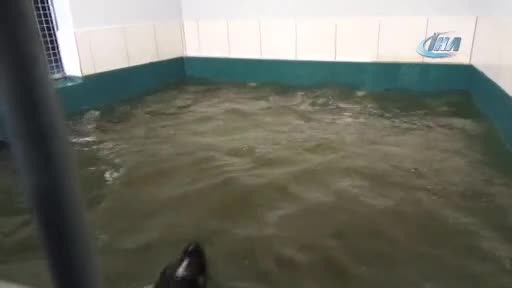 Bursa hayvanat bahçesinin taklacı misafirleri