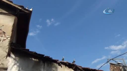 Bursa'da kuş gribi iddialarına cevap geldi