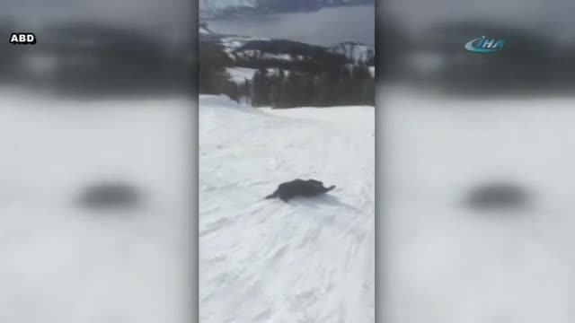Sevimli köpek böyle stres attı