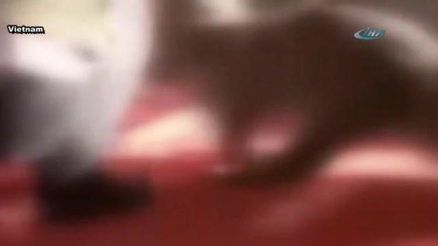 Timsah göstericinin kafasını böyle kaptı