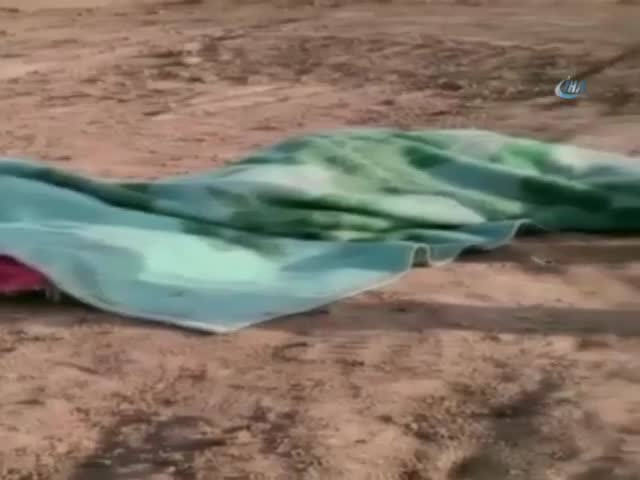 Bu eşek battaniye ve yastıkla uyuyor
