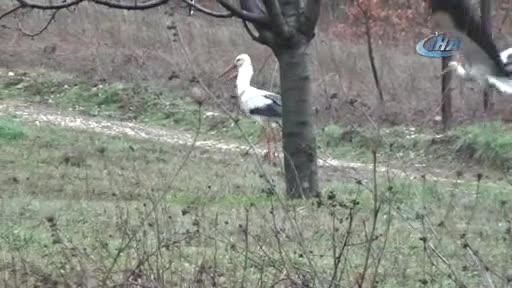 Bursa'nın göçmen misafirleri geldi