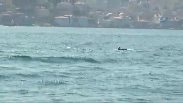 İstanbul Boğazı'na yunus akını