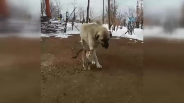 Kedi ve köpeğin gülümseten dostluğu