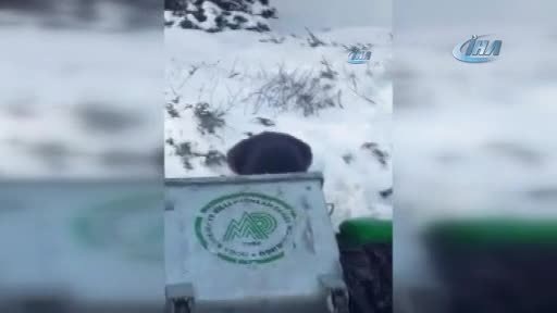 Bursa Uludağ'da aç kalan ayı çöpte yiyecek aradı