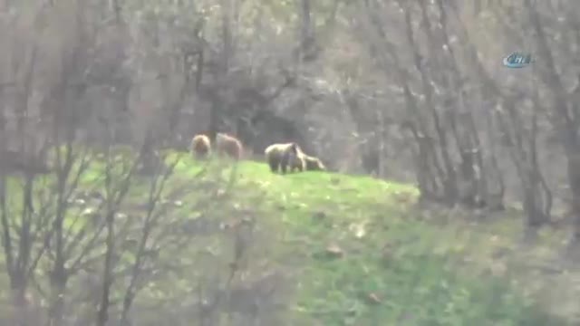 Tunceli'de anne ve yavru ayılar görüntülendi
