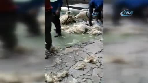 Bursa'daki Türk köyünde nadir koyun ve keçiler bahara hazırlandı