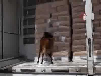 Hamzabeyli Sınır Kapısı'nda 775 kilo eroin ele geçirildi
