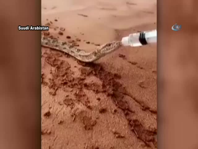 Susuz kalan yılana şırıngayla su verdi