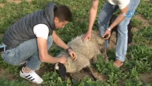 Bursalı çobandan kuzu ölümlerini azaltan yöntem