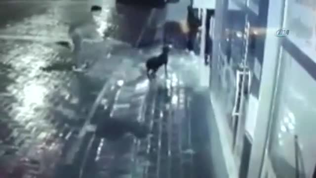 Akılalmaz vahşet: Bunu yapanları bulun!