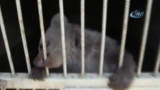 Bursa Karacabey Belediyesi, yavru ayıya sahip çıktı