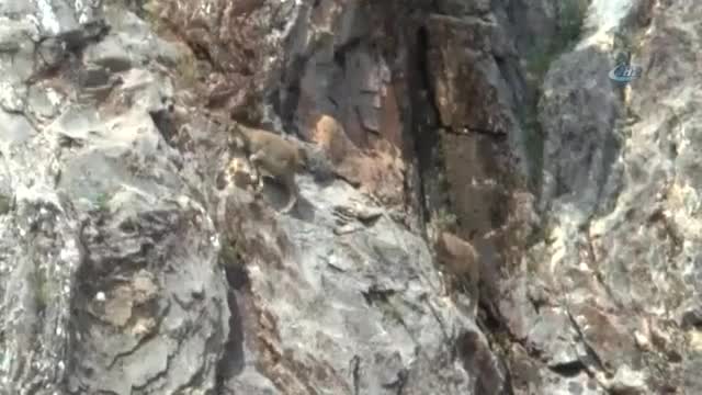 Dağ keçilerinin tehlikeli yolculuğu