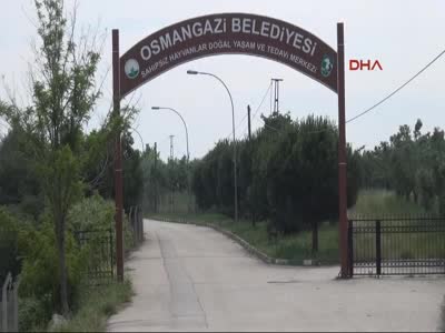 Bursa'daki bu villalar kedilere özel