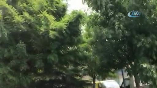 Bursa'da başına yavru karga kondu, karga ailesi onu rahat bırakmadı