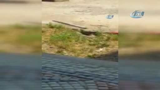 Bursa'da okul bahçesinde zehirli yılan alarmı