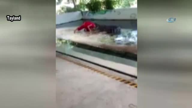 Timsahla gösteri canından ediyordu