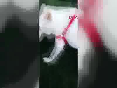Feribotta telef olan köpeklerine Bursa'da nekropsi yaptırdılar