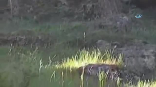 Balık tutarken ayıyla karşılaştılar