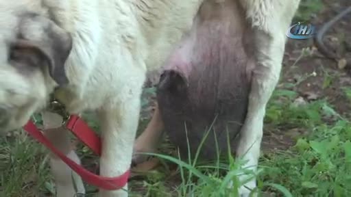 Bursa'da sokak köpeğine tümör ameliyatı yapıldı