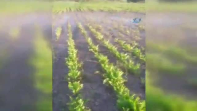 Sel suları çekilince tarlasından sazan çıktı