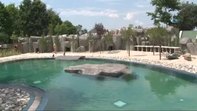 Bursa Zoo'nun yeni misafirleri fok ve penguen oldu