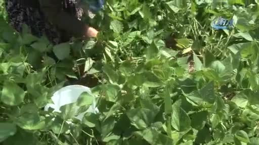 Bursa'da taze fasulye altın çağını yaşıyor