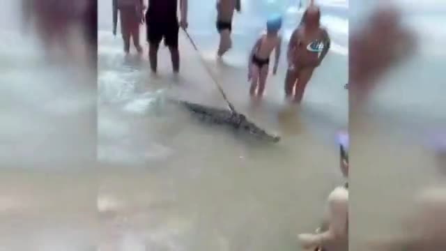 Timsaha tasma takıp denizde gezdirdi